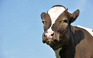 Beautiful young cow close-up